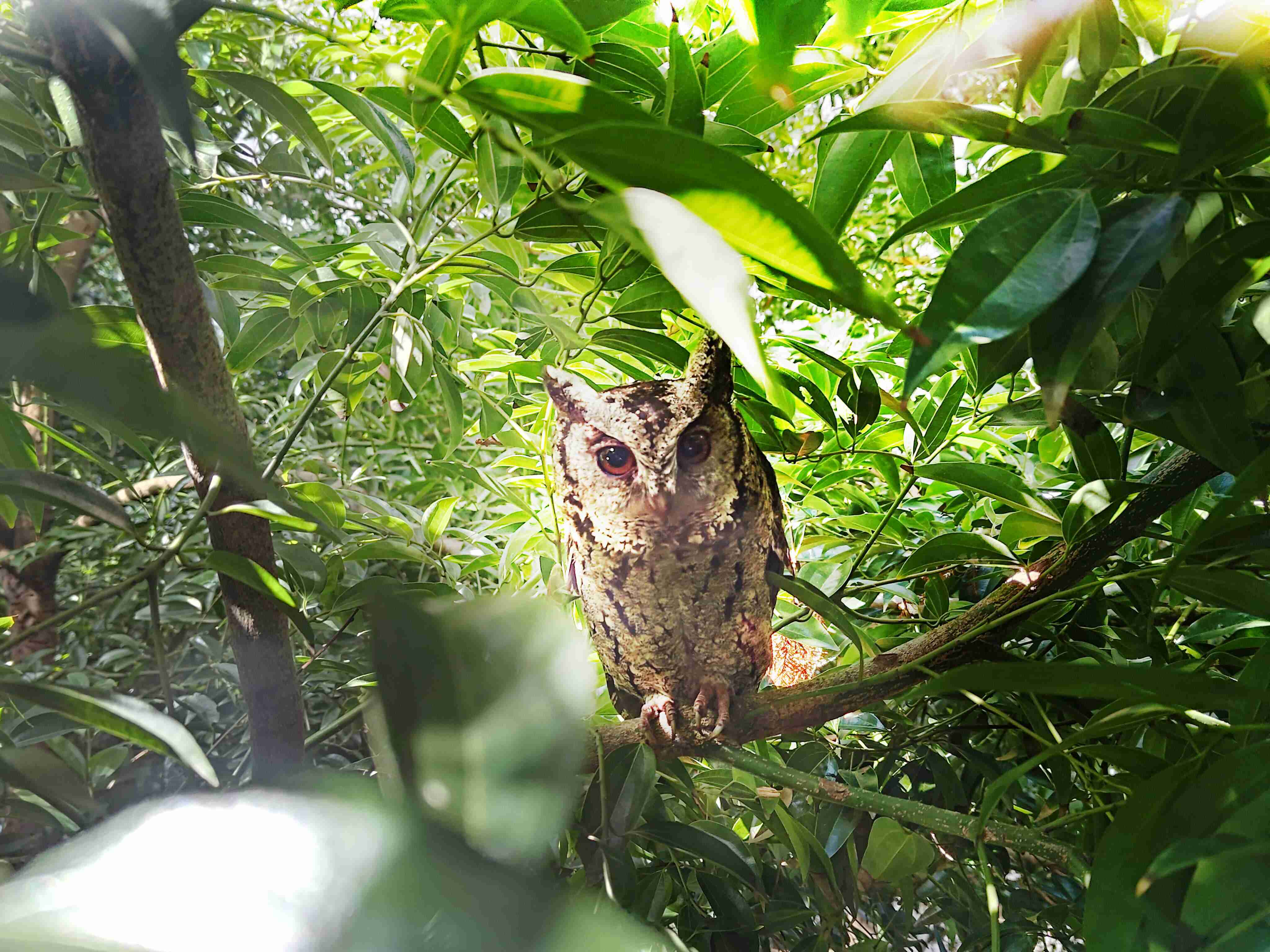 PA直营致力提倡净零绿生活，，，，16年以来在全球各厂区植树逾百万棵，，，，造就各厂区树木蔚然成林，，犹如森林工厂，，，成为许多生物的栖息地